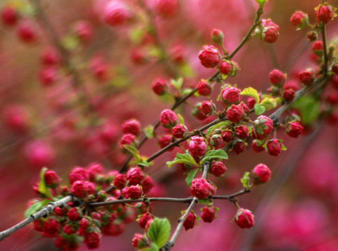 桃花