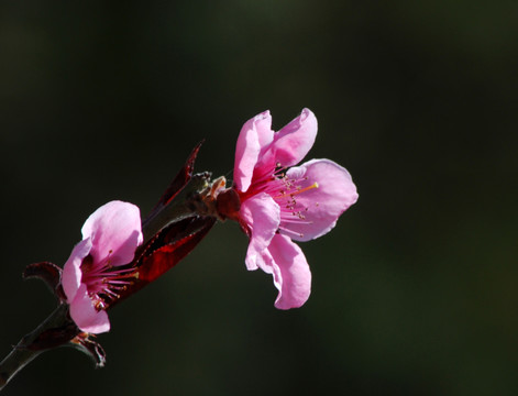 桃花