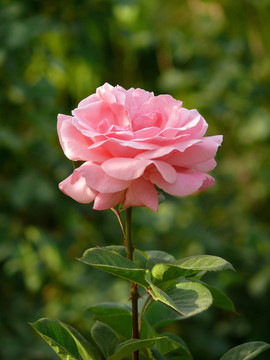 月季花