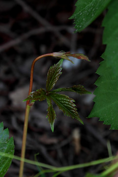 爬山虎