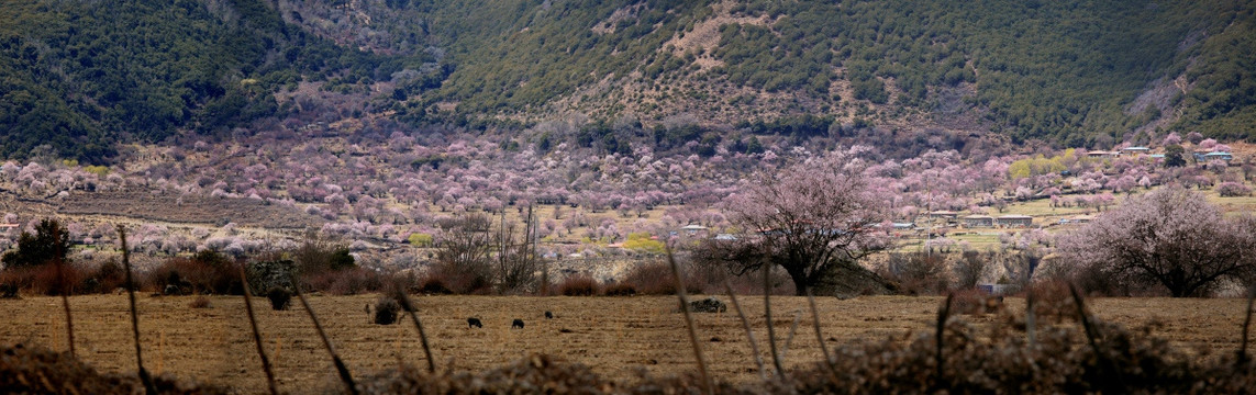 高原风光