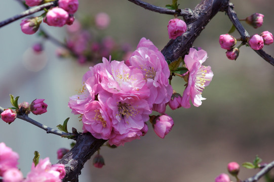 樱花