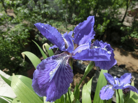 鸢尾花