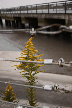 江边的黄花