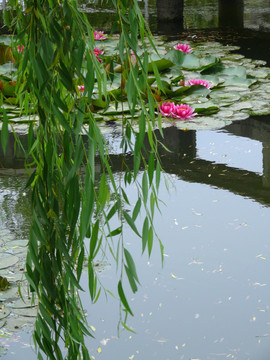 莲花池和垂柳