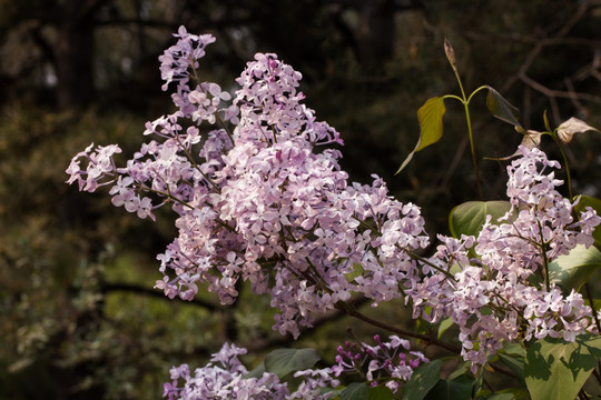 丁香花