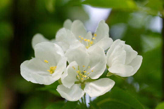 海棠花 西府海棠