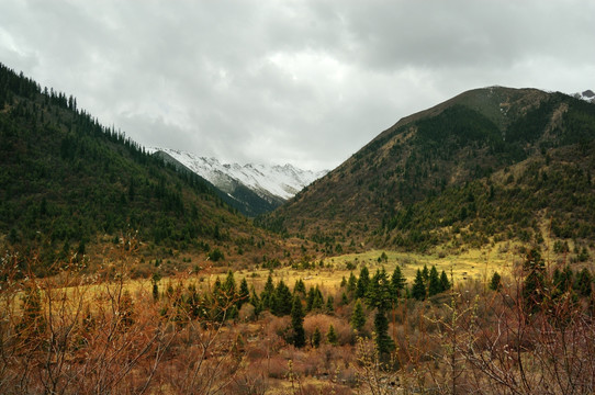 雪山 森林