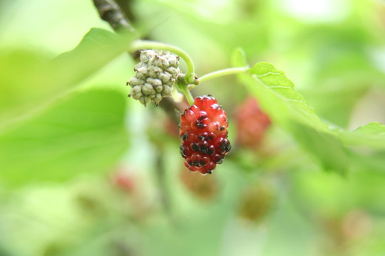 桑椹