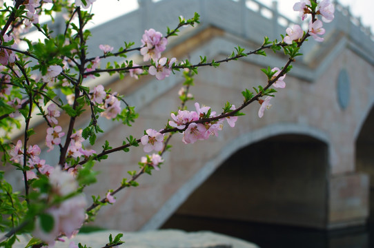 拱桥与鲜花