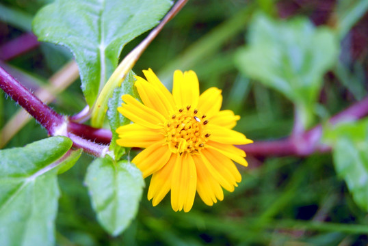 野菊花