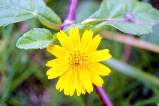 野菊花