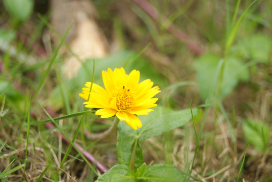 野菊花