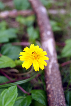 野菊花