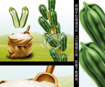 手繪白芝麻 包裝 產(chǎn)品宣傳