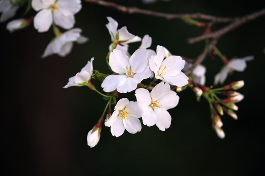 樱花