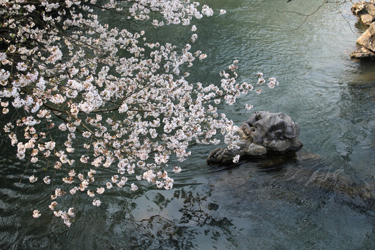 杭州 樱花 太子湾 西湖