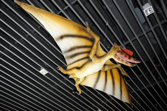 恐龙 翼龙 模型