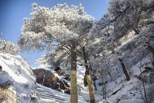 黄山冬景 黄山风光