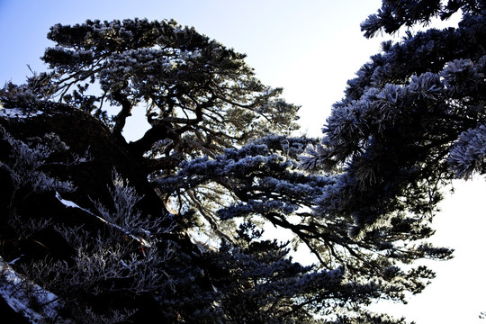 黄山冬景 黄山风光