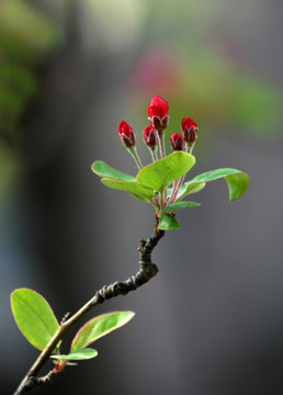 海棠花