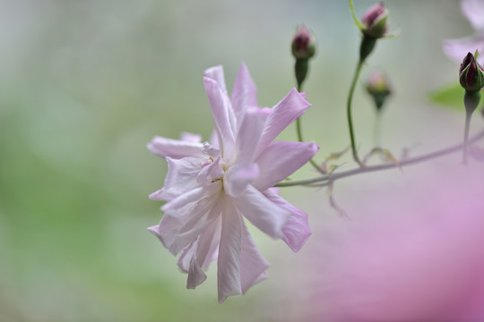 玫瑰花