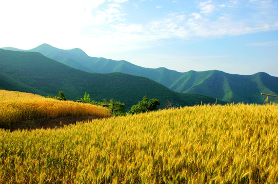 山里人家