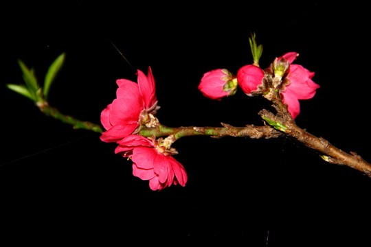 桃花