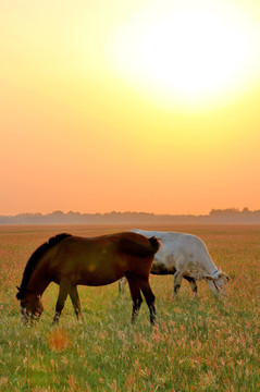 牧场里的马和牛