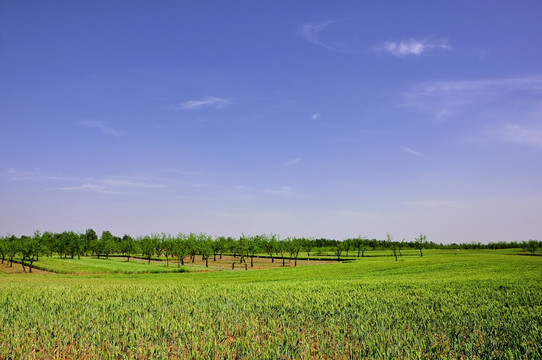 田野风光