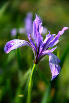 马兰花开