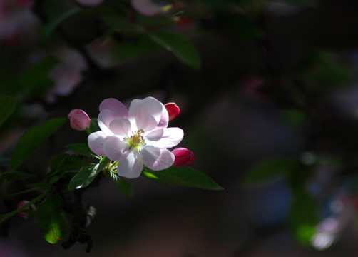 海棠花