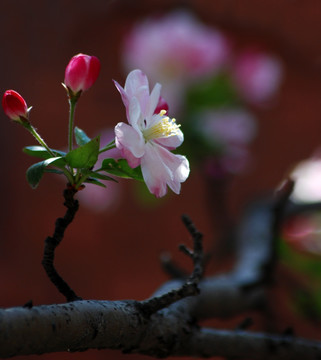 海棠花