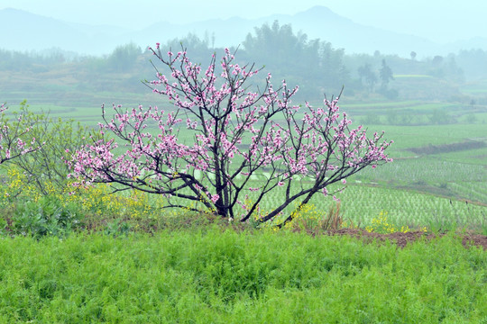 桃花