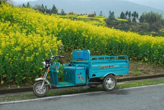 油菜花 电动车