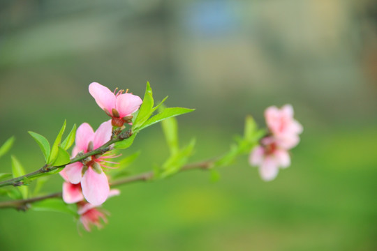 桃花