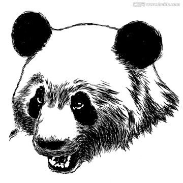 Panda熊猫高清手绘