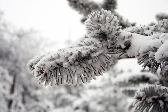 雪景