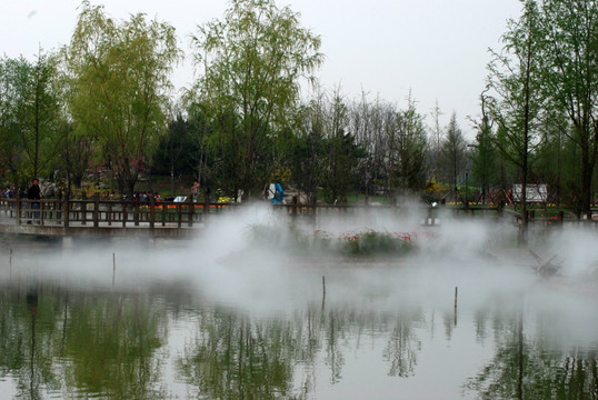 北京鲜花港  水杉树