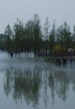 北京鲜花港  水杉树