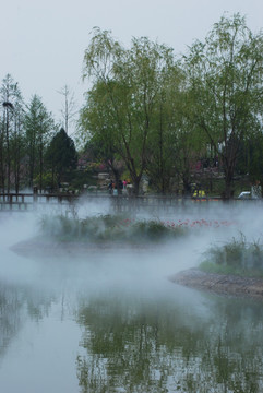 北京鲜花港  水杉树