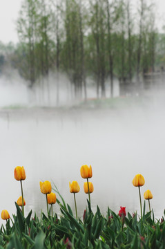 北京鲜花港  水杉树