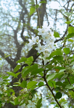 杜梨花 杜梨