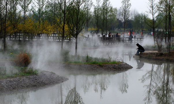 北京鲜花港  水杉树