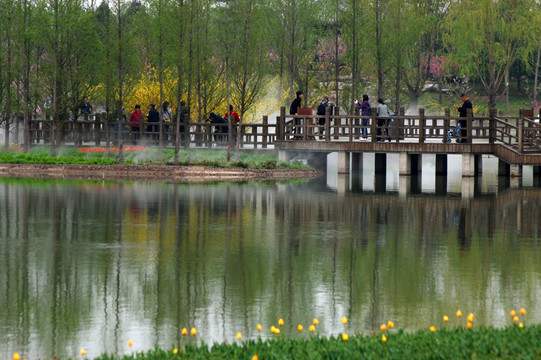 北京鲜花港 水杉树