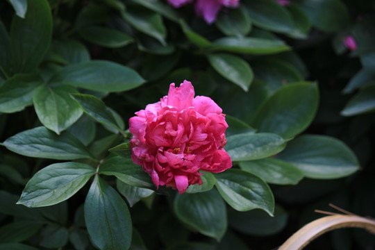 杭州 芍药 花港观鱼