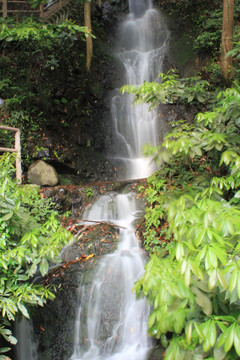 杭州 九溪烟树