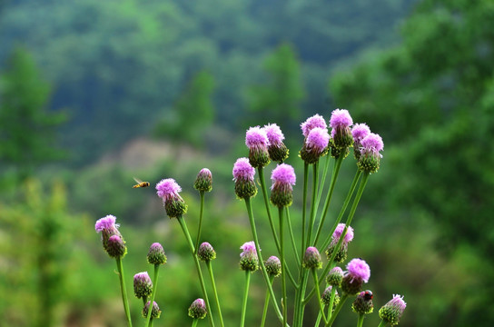 山间野花