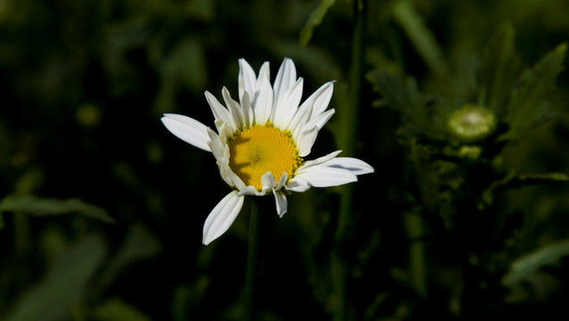 菊花　白菊花