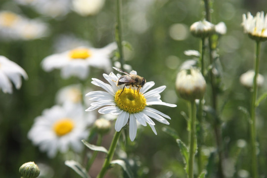 蜜蜂与花儿
